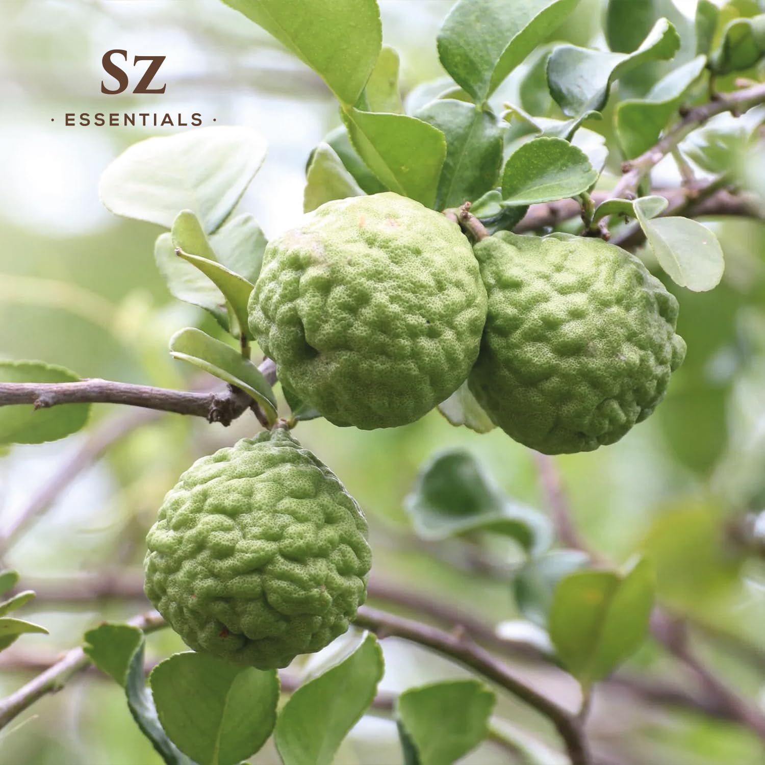 Kaffir lime leaves and essential oil bottle on wooden background