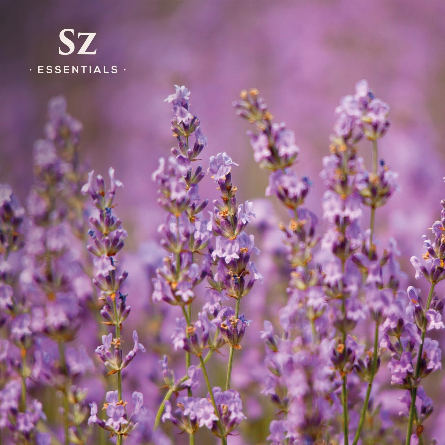Pipette dispensing Kashmir Lavender Essential Oil