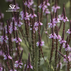 Vervain plant leaves and dried flowers