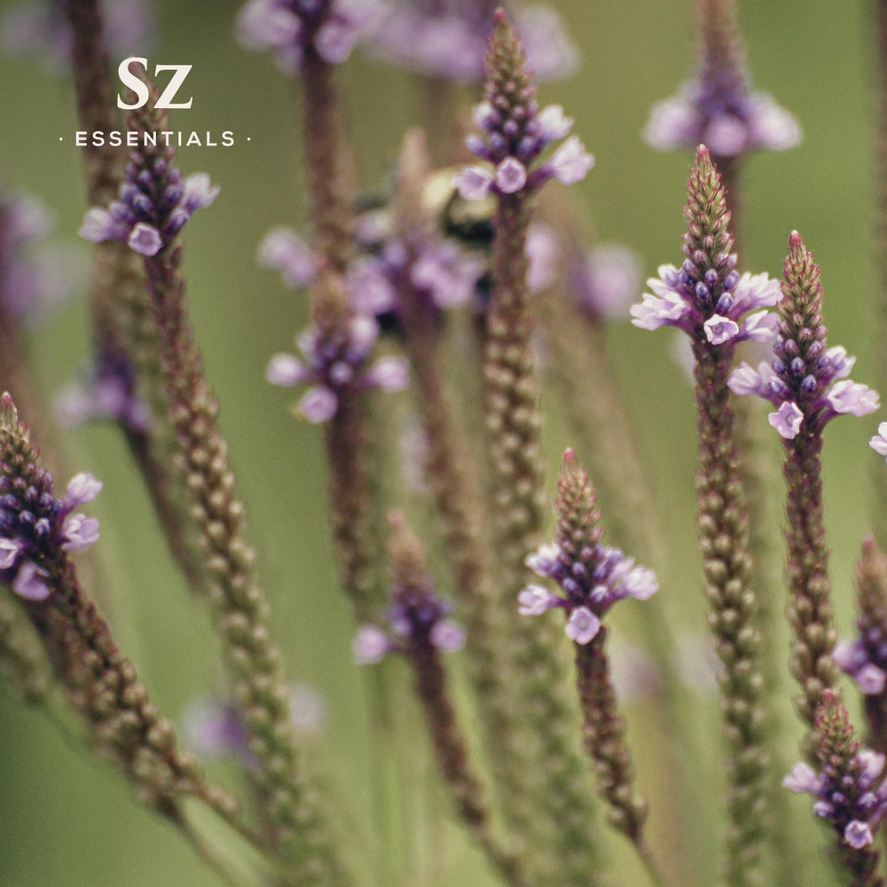 European ethically sourced vervain oil in ritual kit