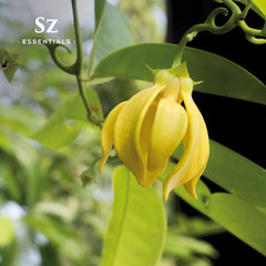 First distillation Ylang Ylang Extra Grade oil in bottle