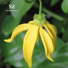 Spa setting with diffusers and Ylang Ylang oil