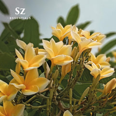 Product image set for SZ Essentials Ylang Ylang Essential Oil