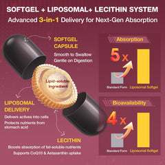Liposomal delivery system for enhanced absorption