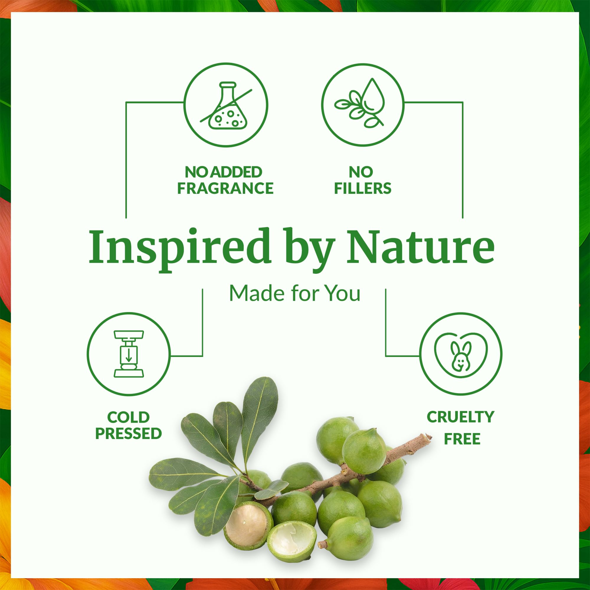 Calophyllum inophyllum fruits used to make Tamanu oil