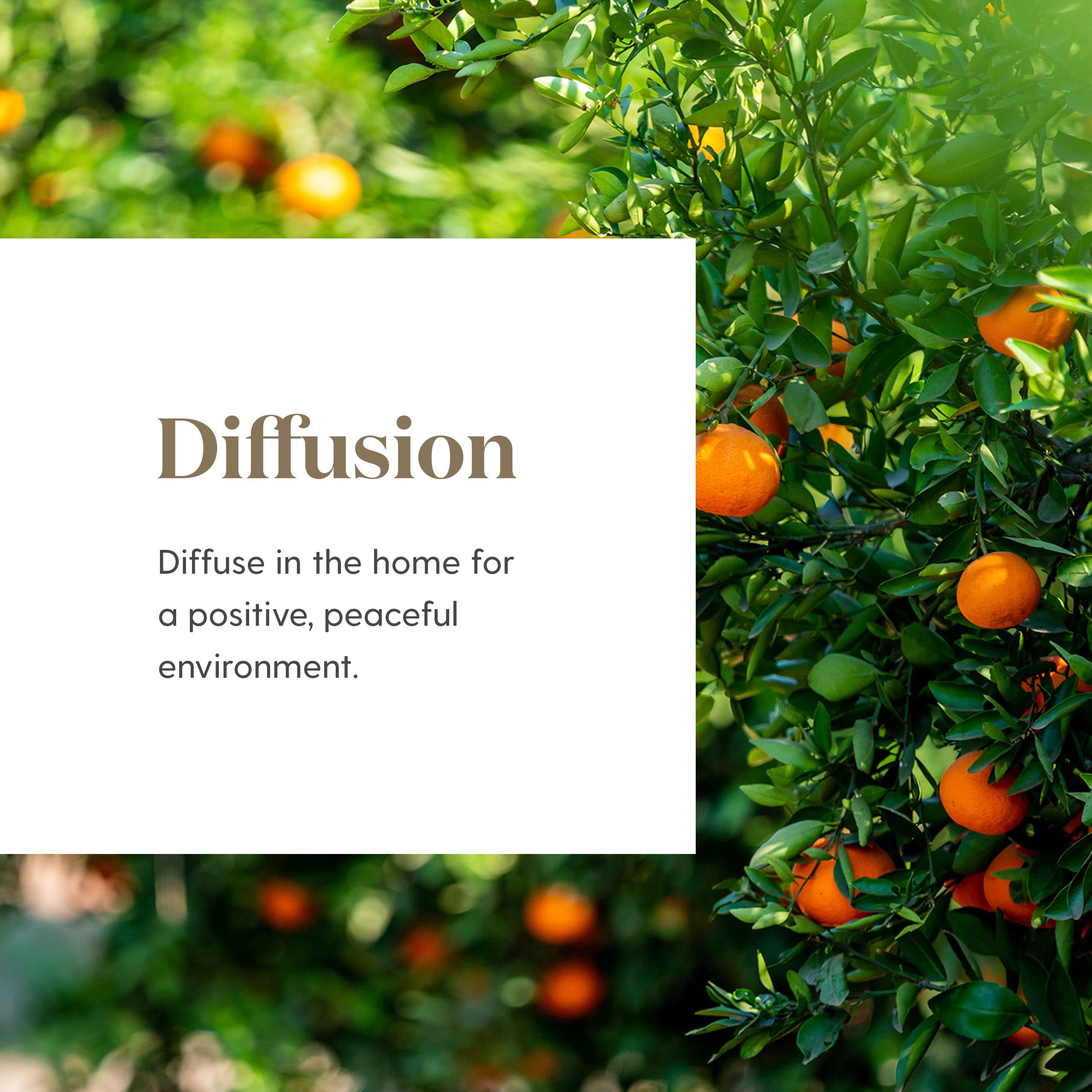 Ingredient blend of Tangerine, Orange, Ylang Ylang, Patchouli