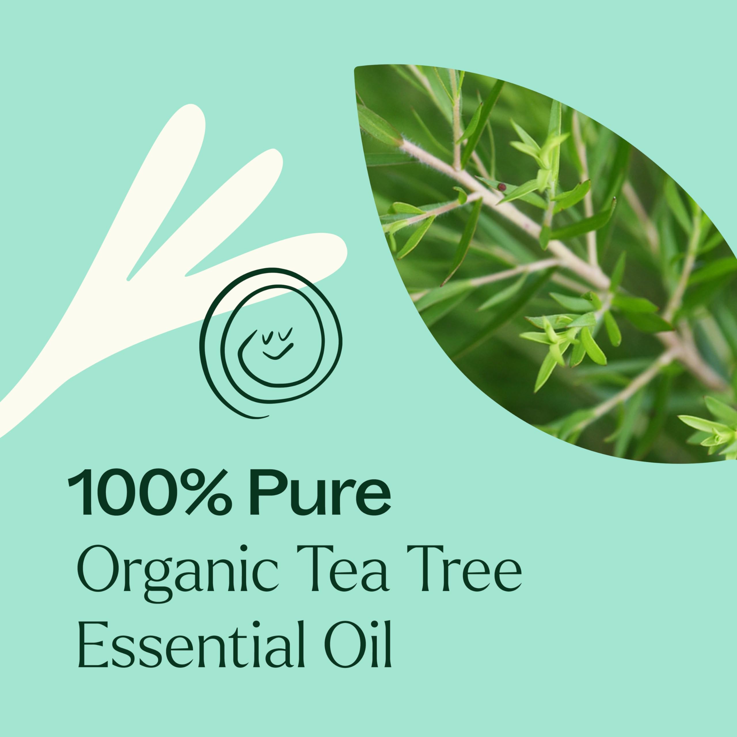 GC-MS batch report for Plant Therapy Tea Tree Oil