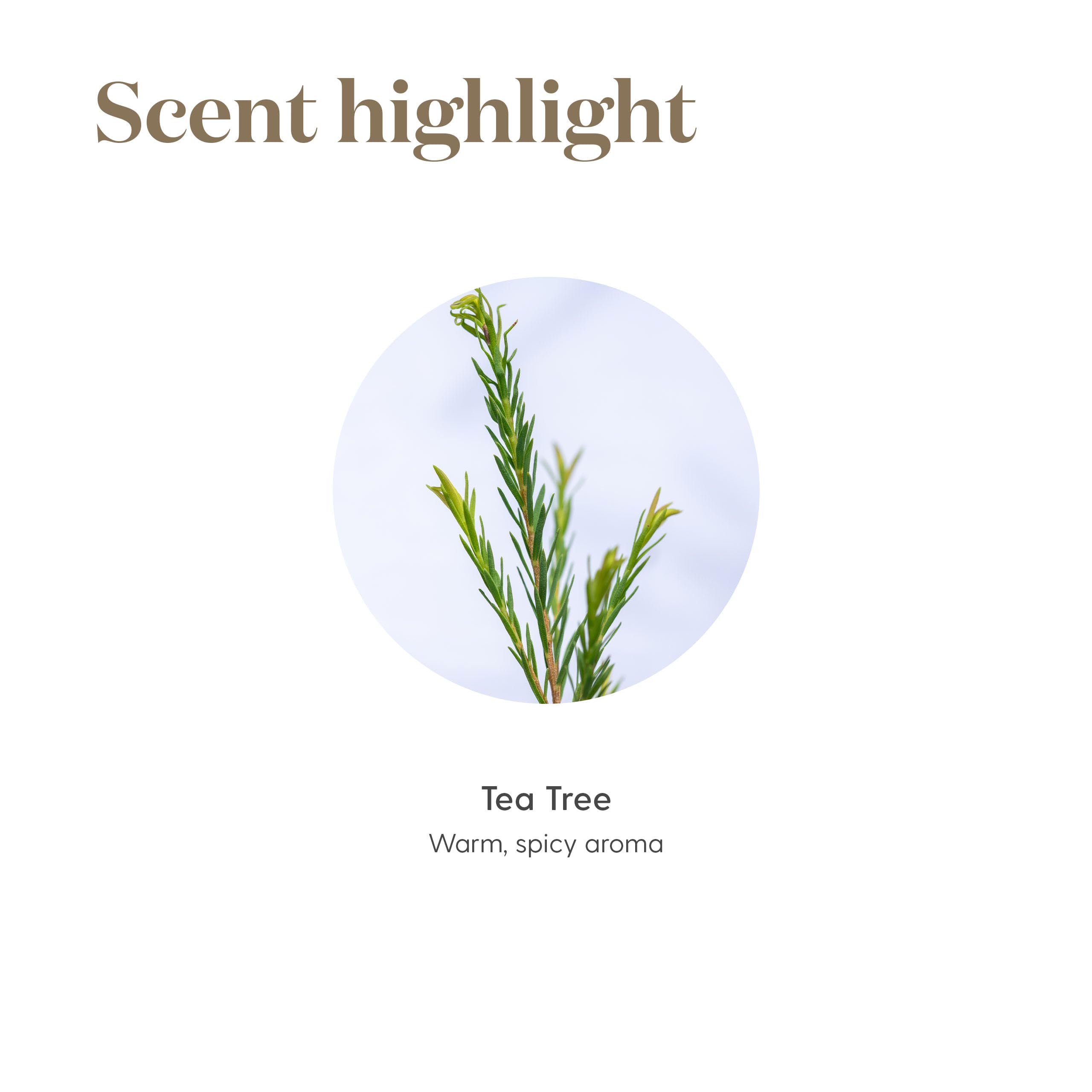 Tea Tree Oil ingredients