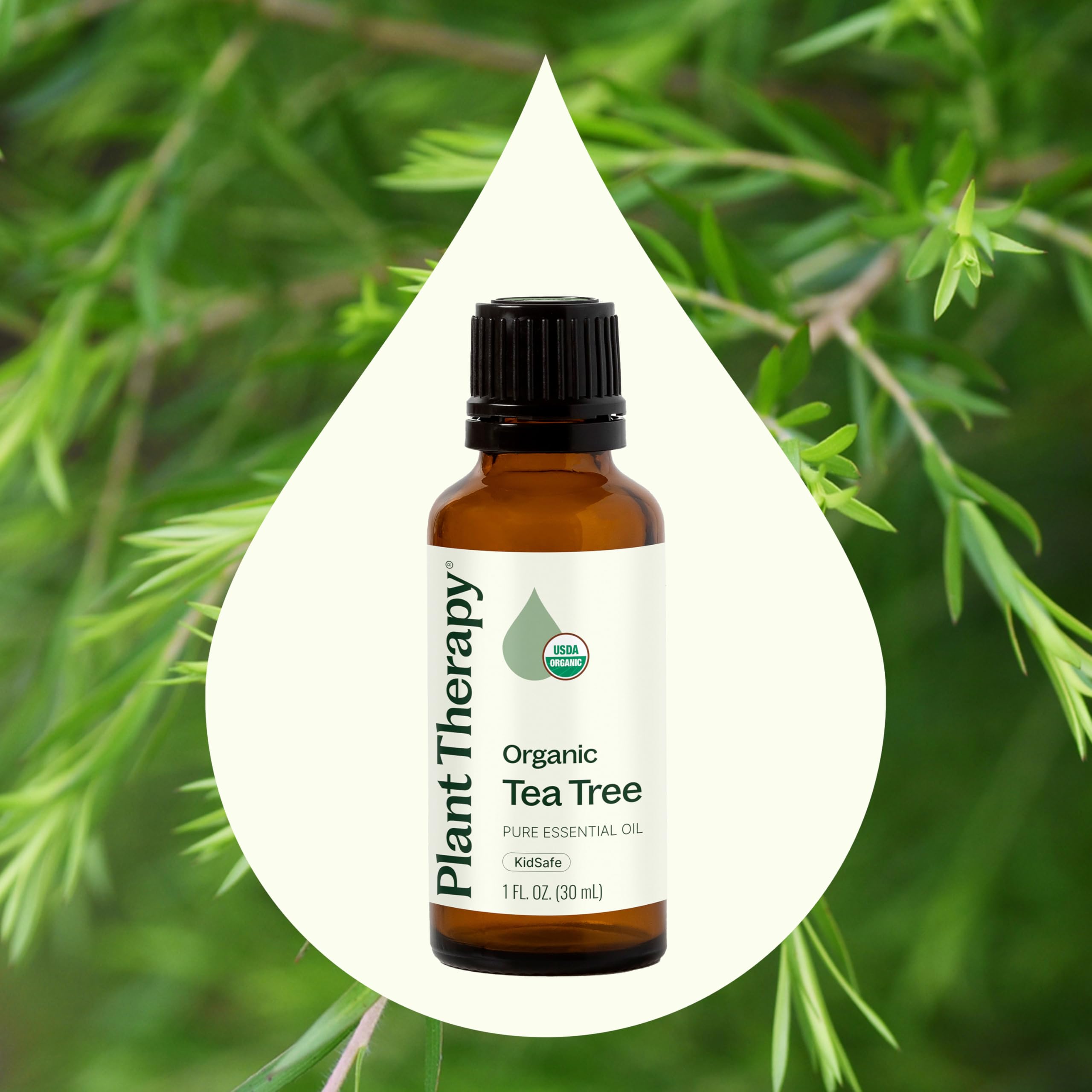 Tea Tree Oil Melaleuca alternifolia leaves