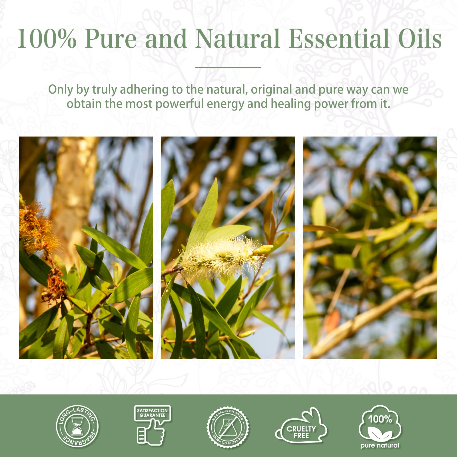 Quality essential oil extracted from tea tree plants