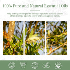 Quality essential oil extracted from tea tree plants