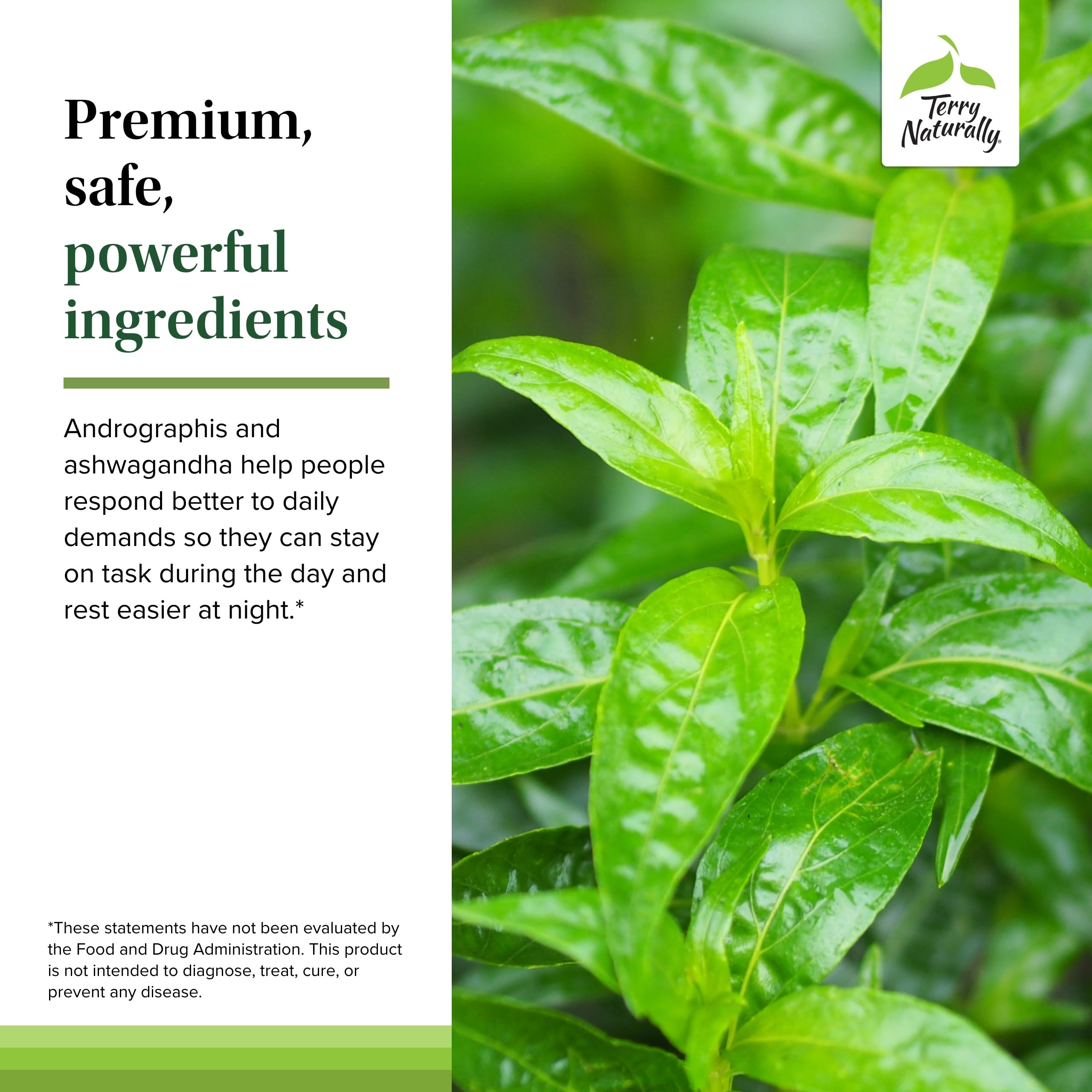 Product bottle label highlighting immune support and energy benefits