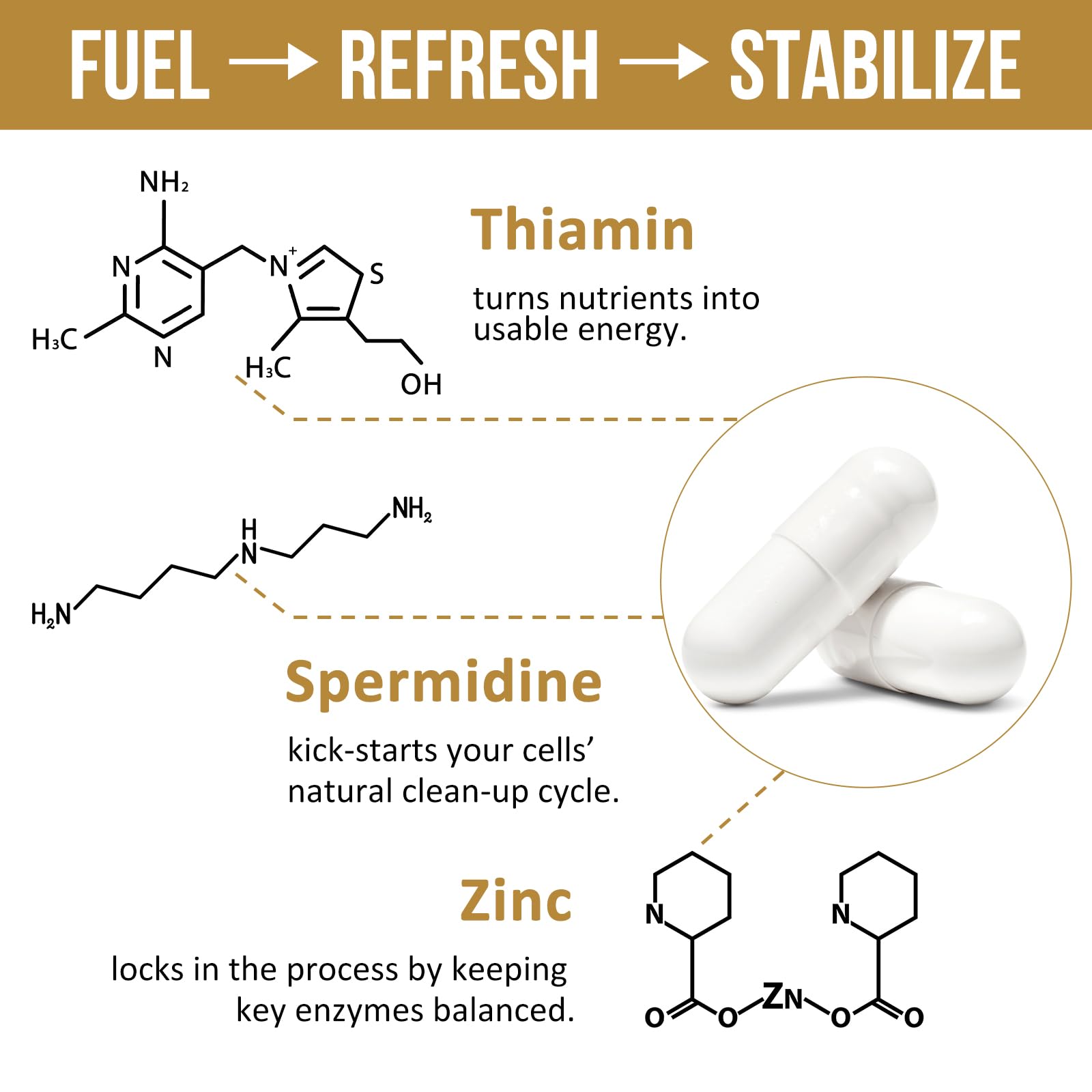 Zinc and vitamin B1 highlighted in Thalacy formula for everyday support