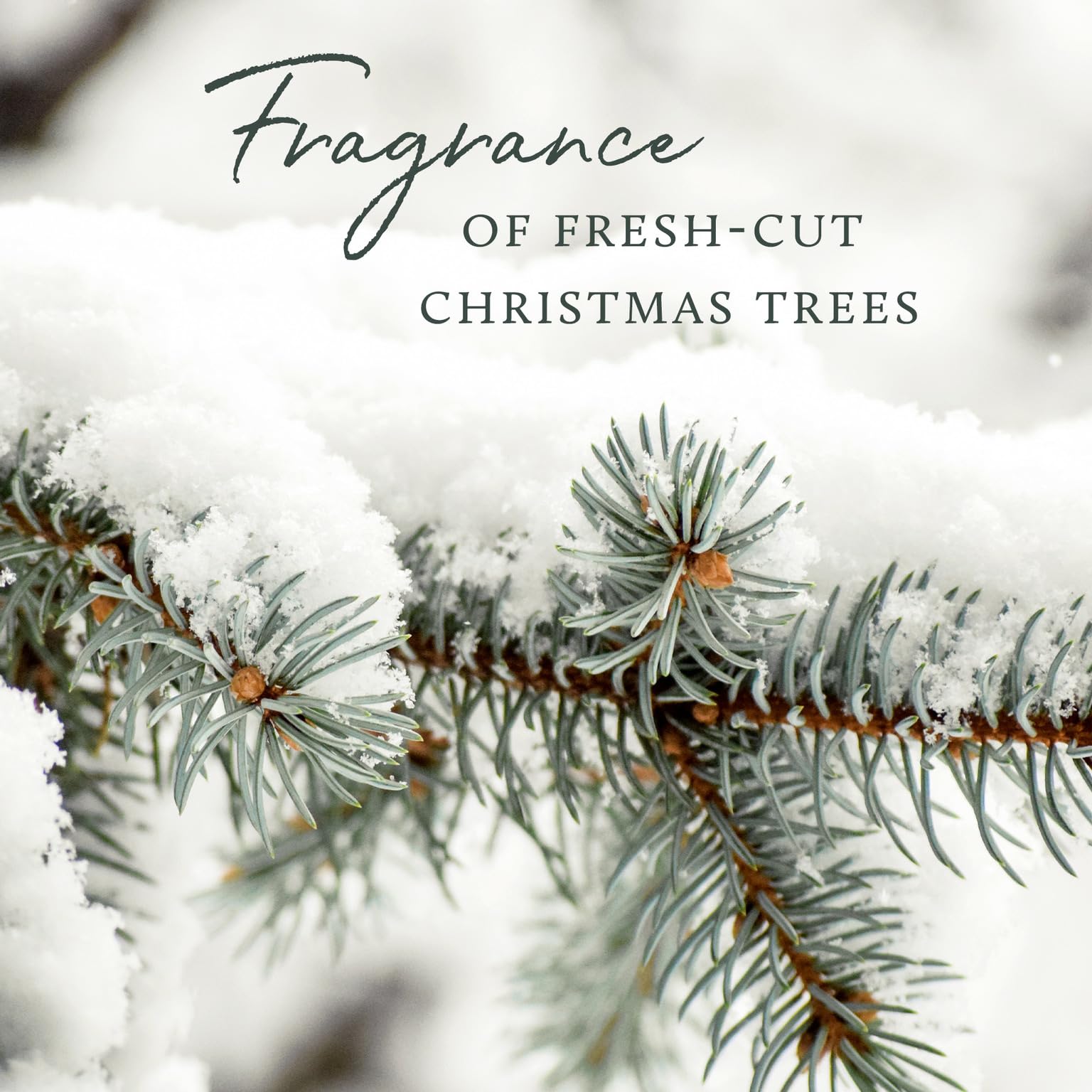 Siberian fir needles scent note visual on Thymes candle