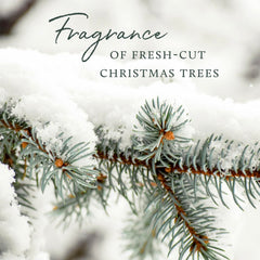 Siberian fir needles scent note visual on Thymes candle