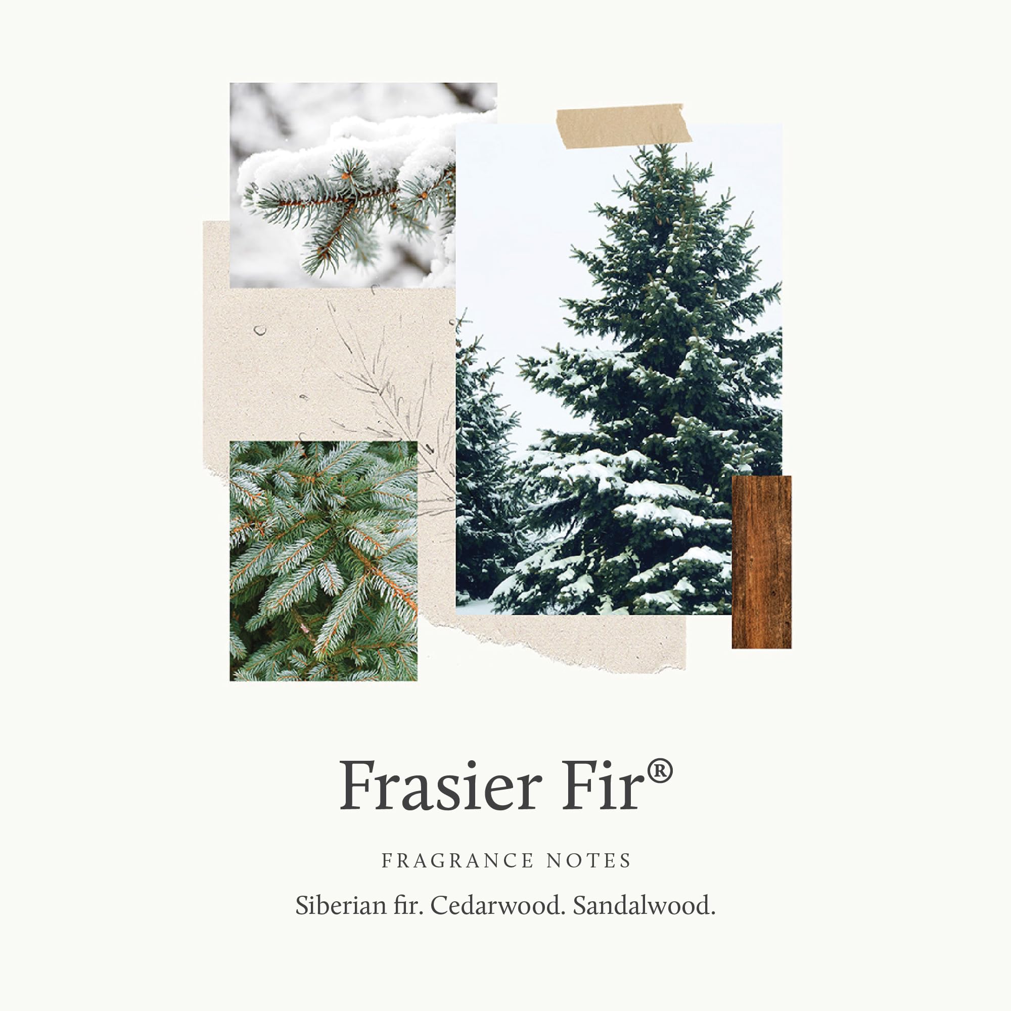 Close-up of Frasier Fir Pura scent refill bottle