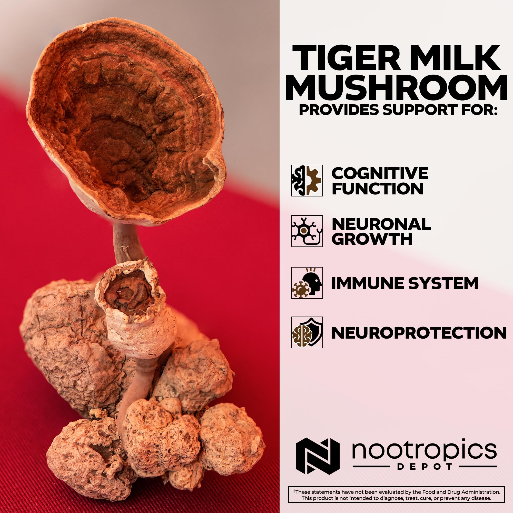 Lignosus rhinocerus sclerotium ingredient image