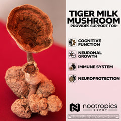 Lignosus rhinocerus sclerotium ingredient image
