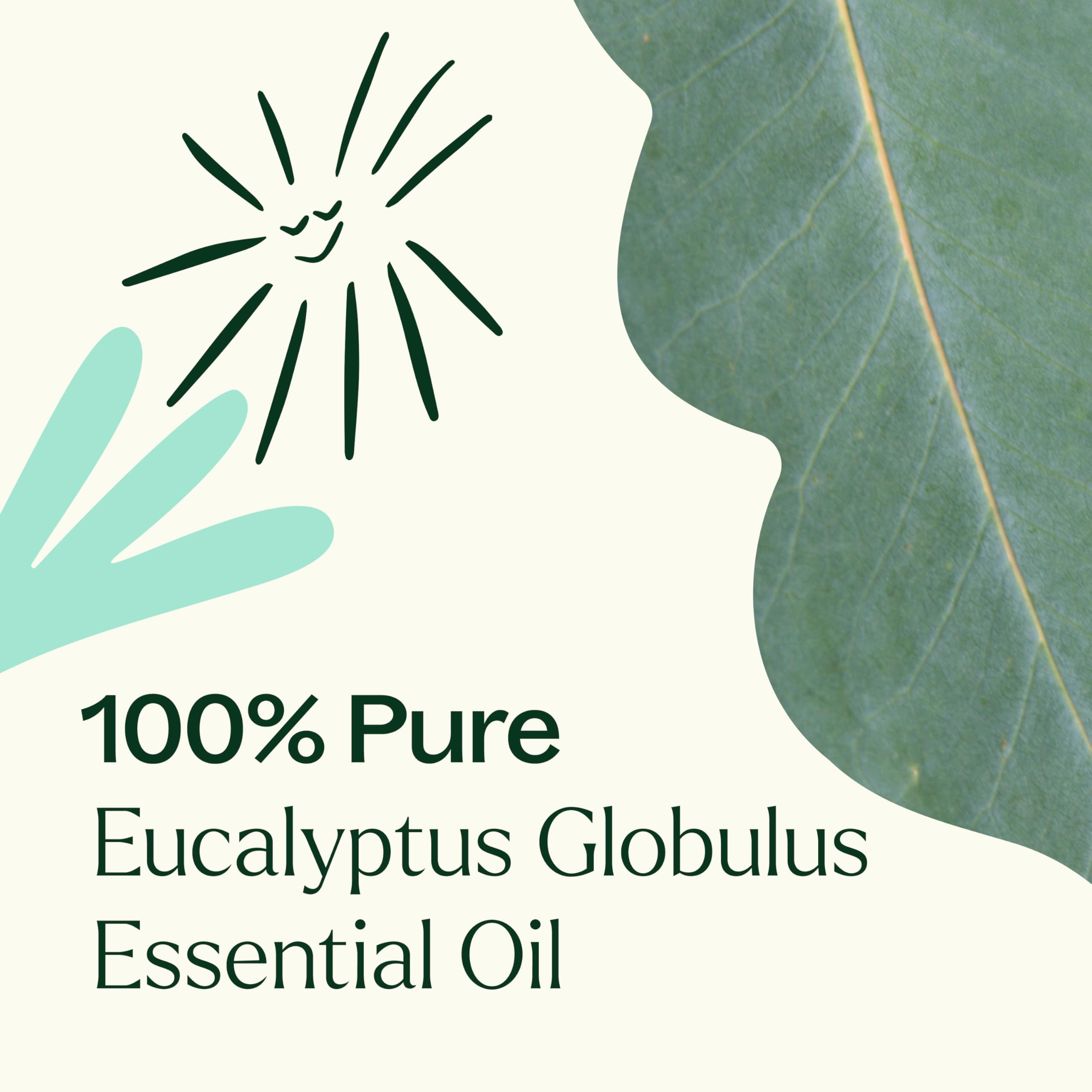 Top view of eucalyptus globulus oil bottle and label