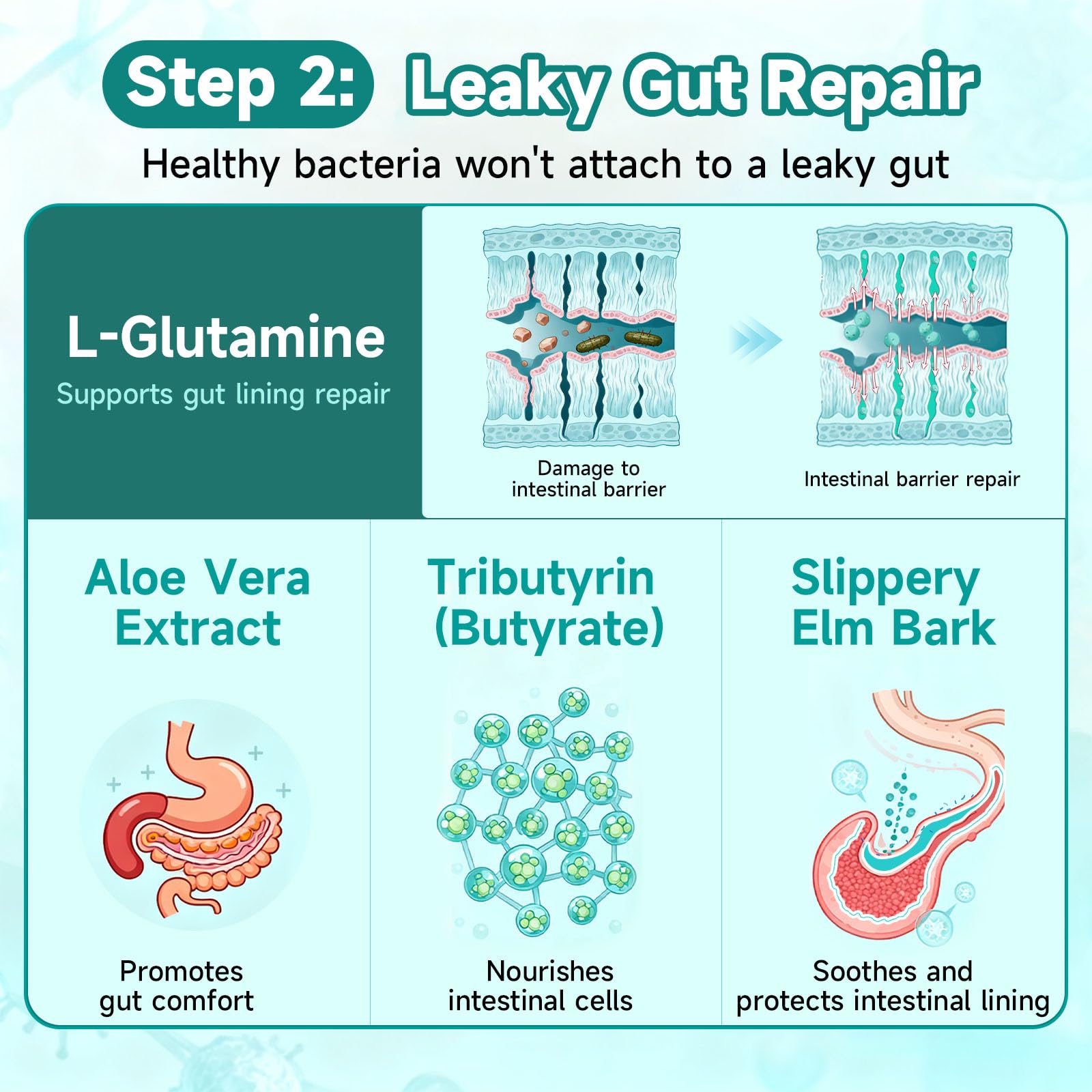 Digestive enzymes including protease, amylase, and lactase