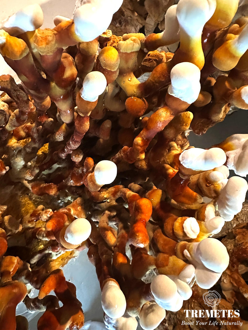 USA-cultivated Antler Reishi mushrooms