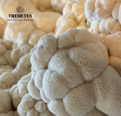 Close-up texture of Tremetes Lion’s Mane mushroom powder