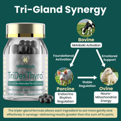 Daily serving size of 375 mg thyroid-derived ingredients