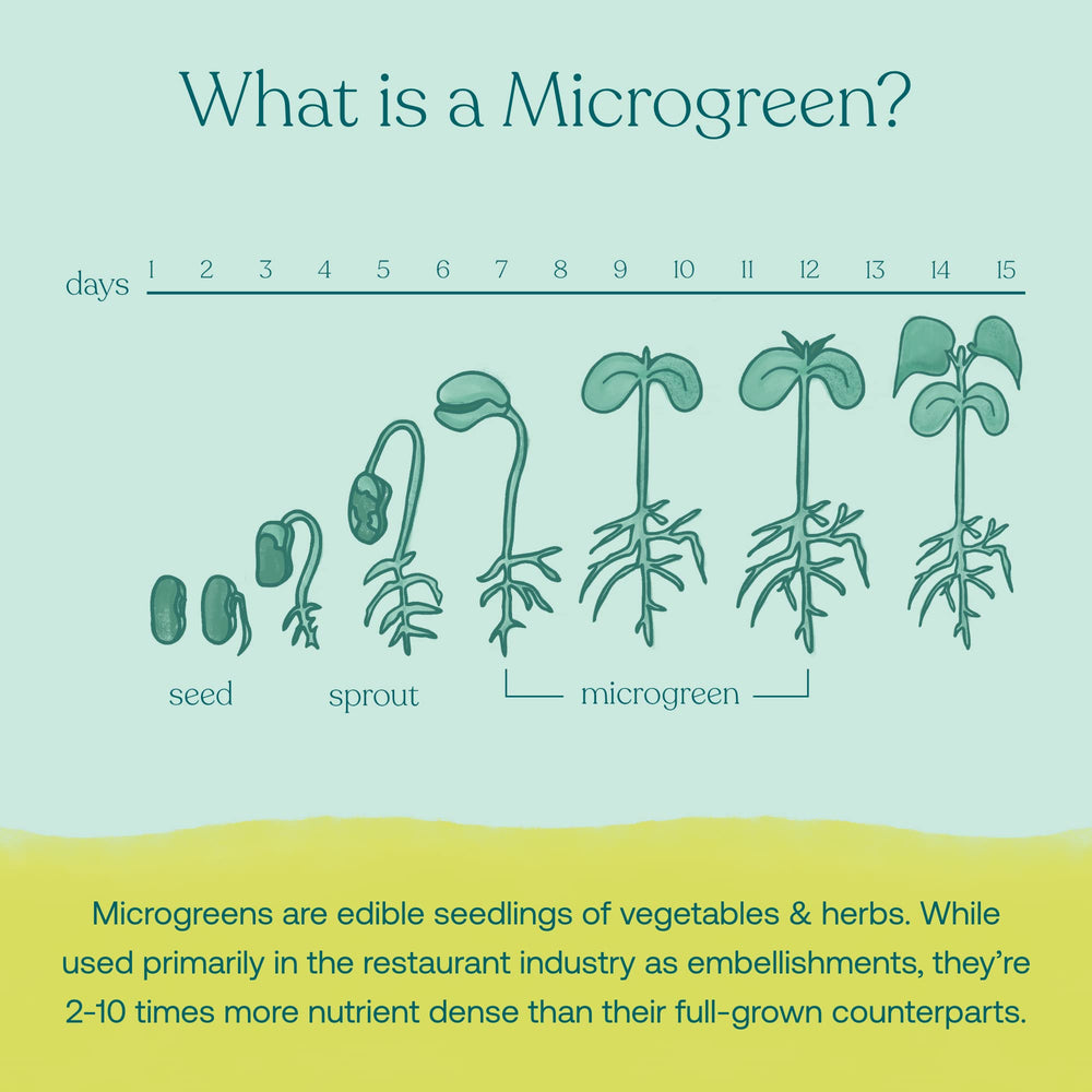 Soil-grown broccoli microgreens cultivation