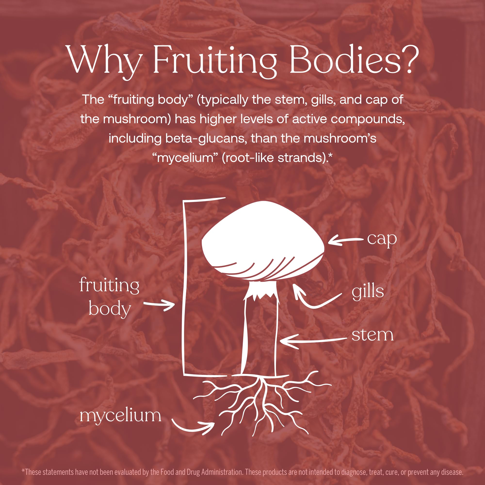 USDA organic cordyceps fruiting body mushrooms