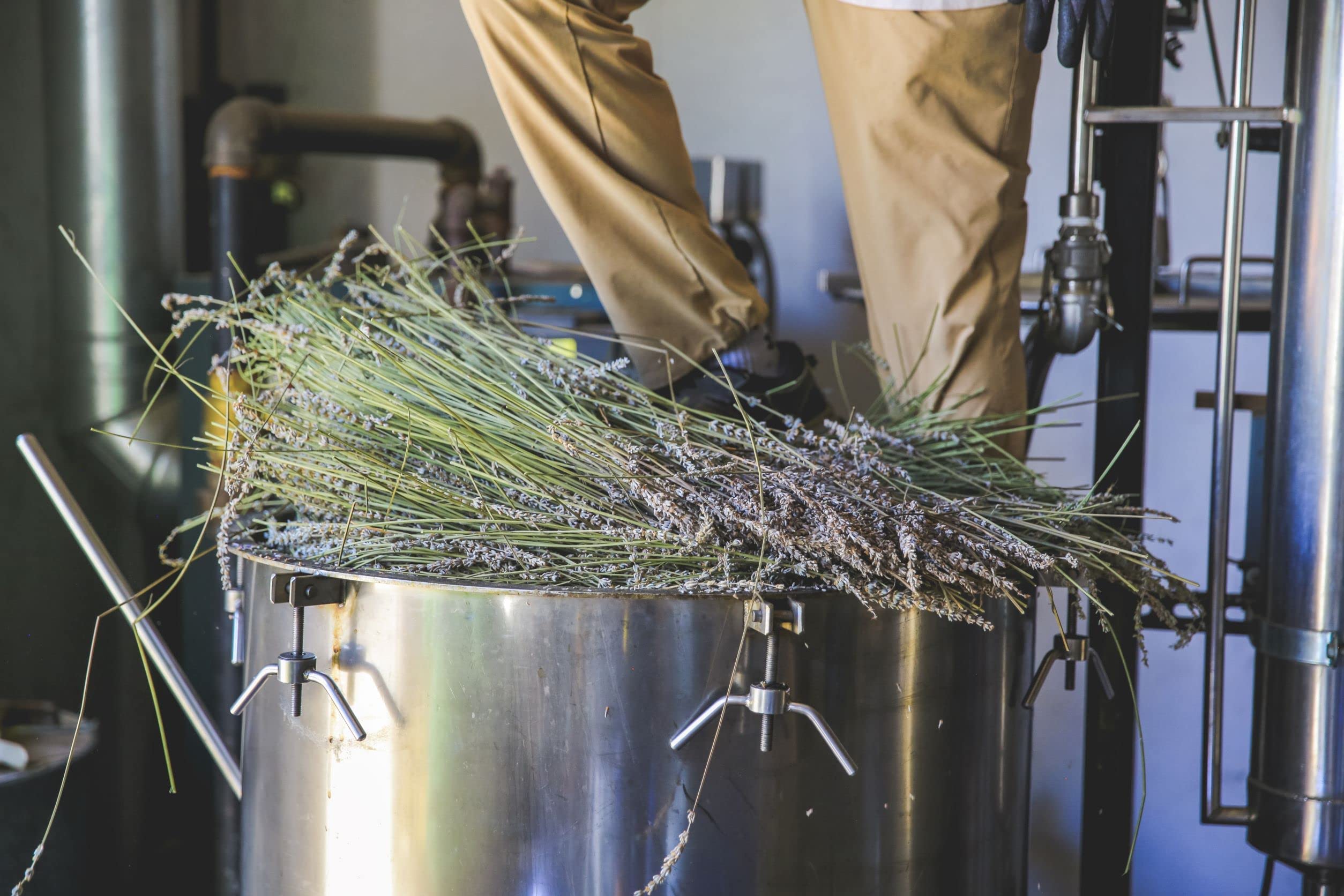 Pouring Tumalo Lavender Hydrosol for refreshing facial toners and mists