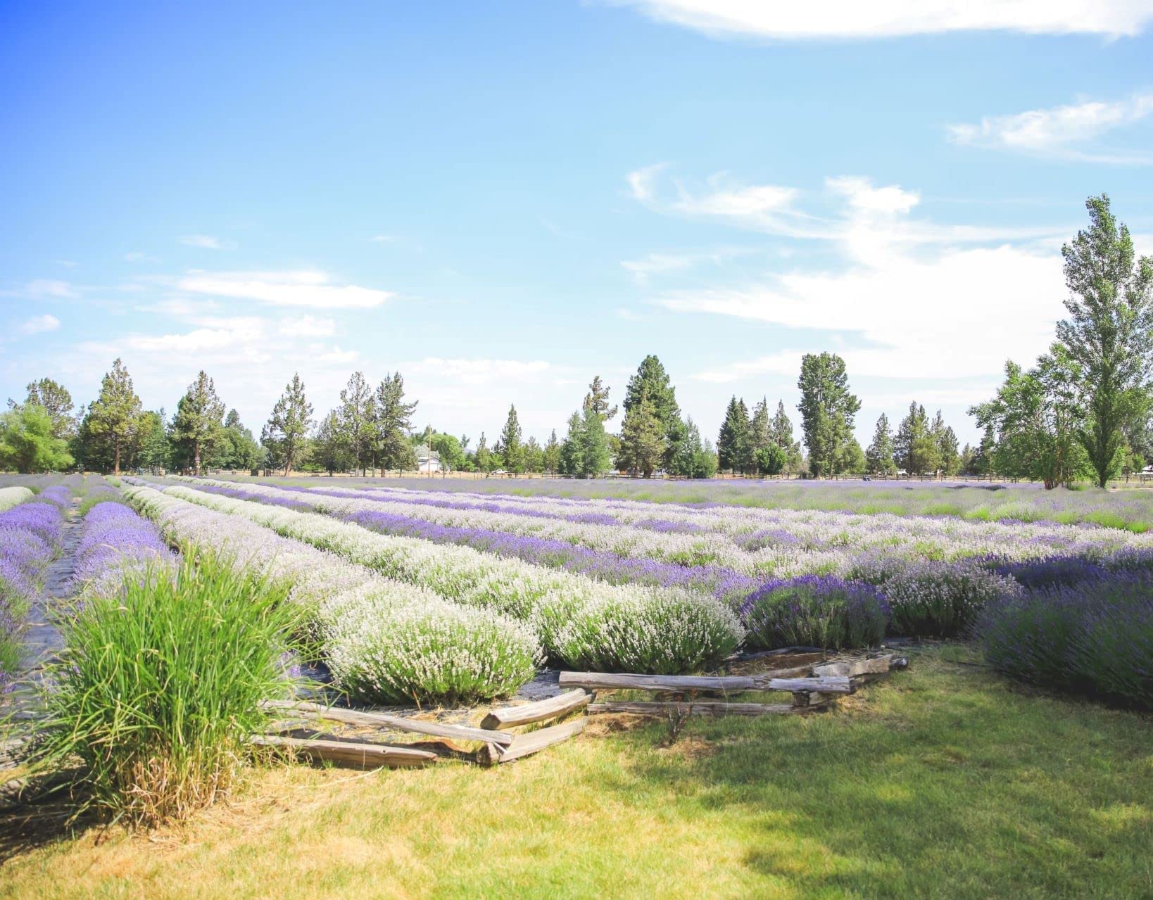 Linen spray with Tumalo Lavender Hydrosol lightly scents linens for restful sleep