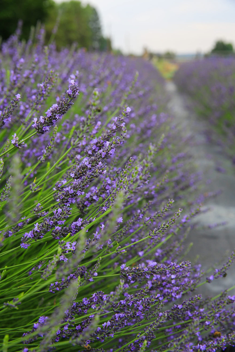 Skincare application using Tumalo Lavender Hydrosol for balanced skin care