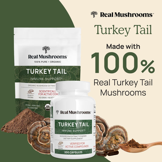 Close-up of turkey tail mushroom extract capsules