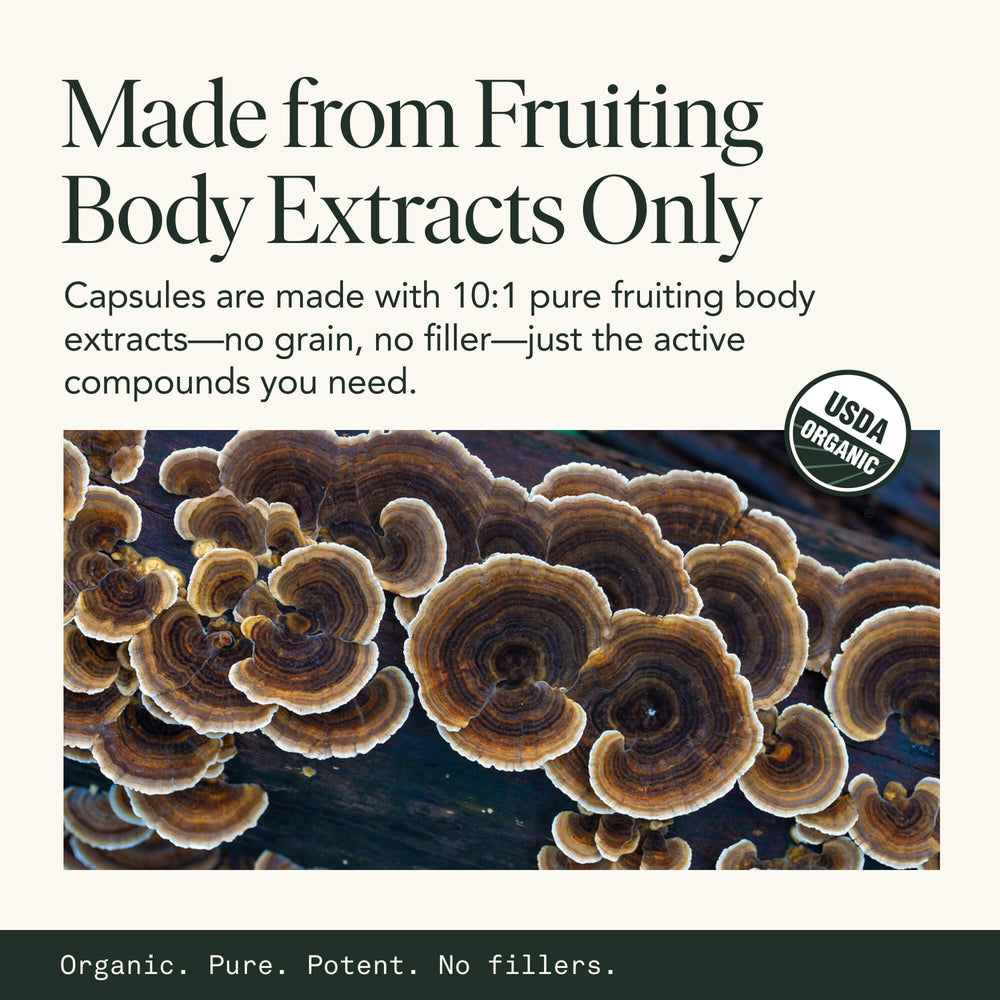 Close-up of turkey tail extract capsules