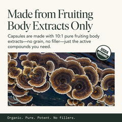 Close-up of turkey tail extract capsules