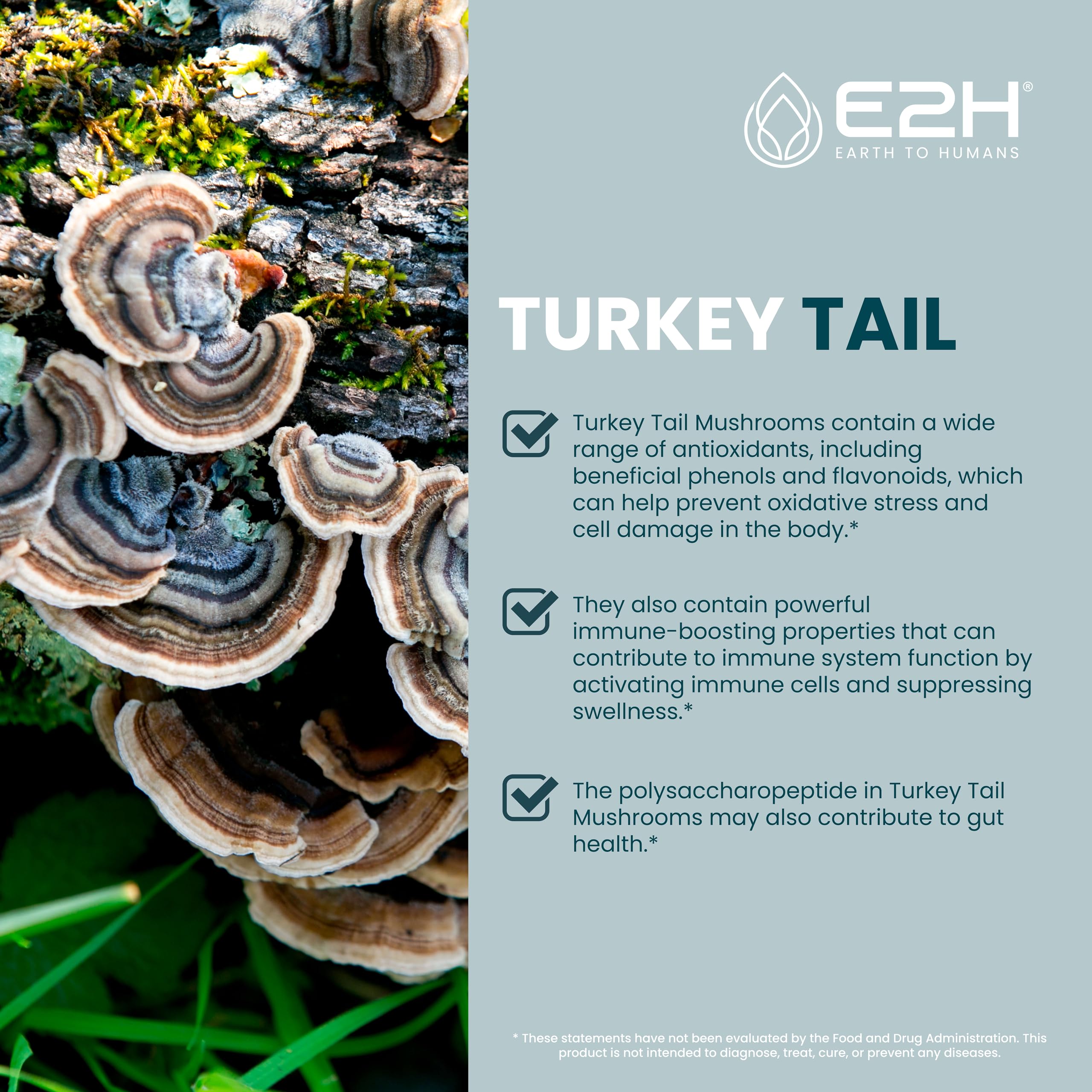 Close-up of turkey tail mushroom extract liquid