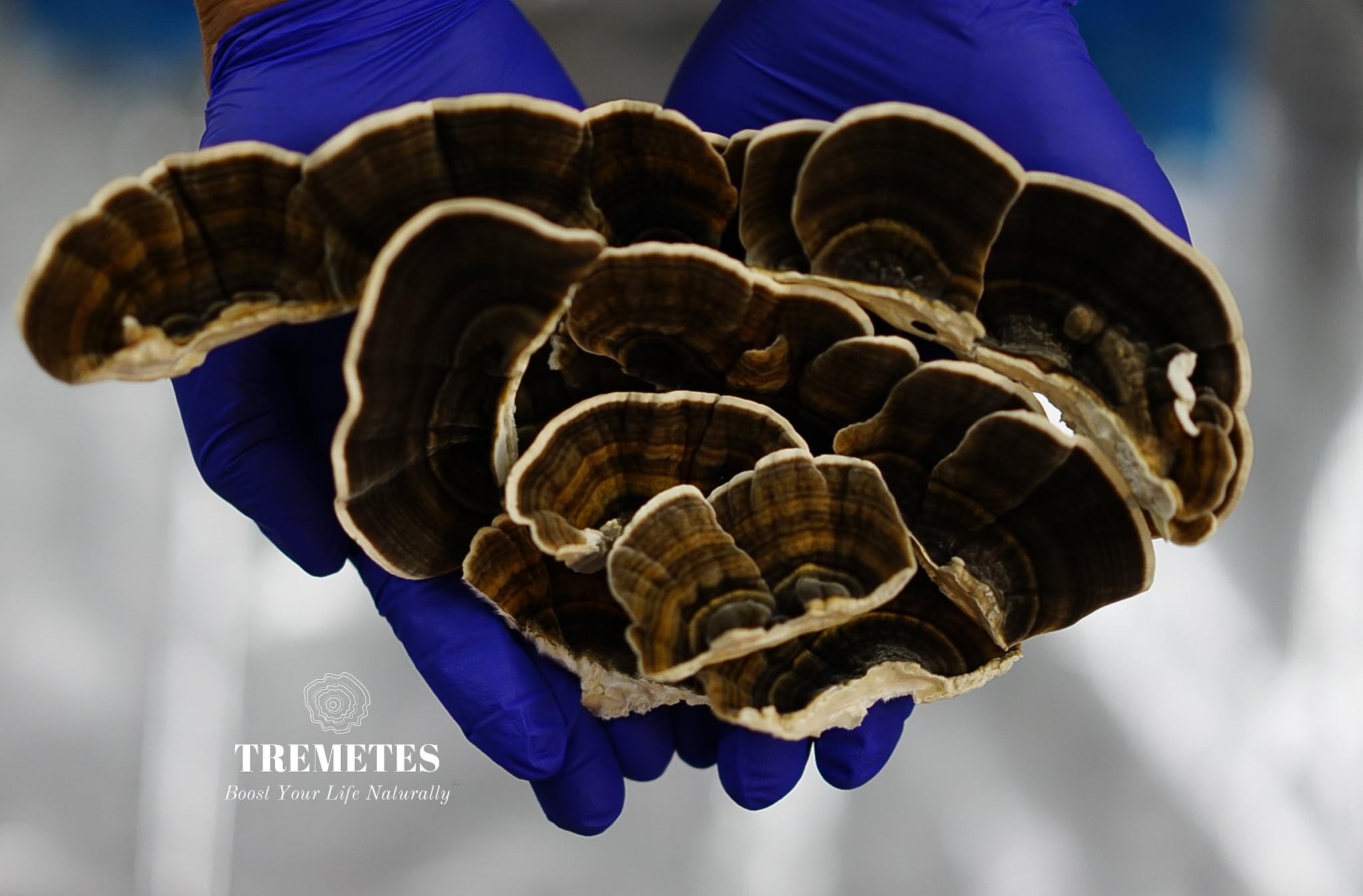 Close-up of turkey tail mushroom immune-support pieces