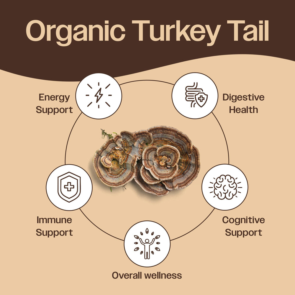 Close-up texture of Turkey Tail mushroom powder