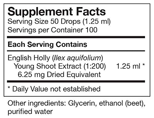 Gemmotherapy maceration process for English Holly (Ilex aquifolium)