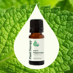 Mentha piperita peppermint leaves used for distillation