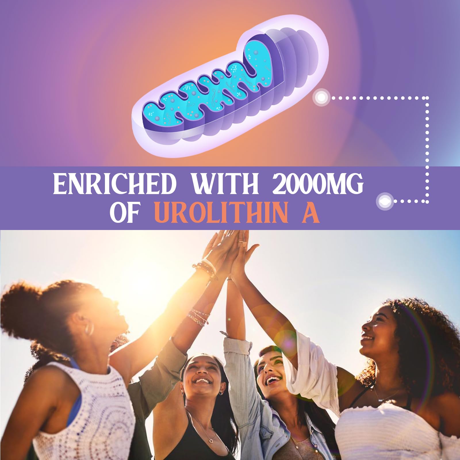 Graphic illustrating enhanced absorption of Urolithin A