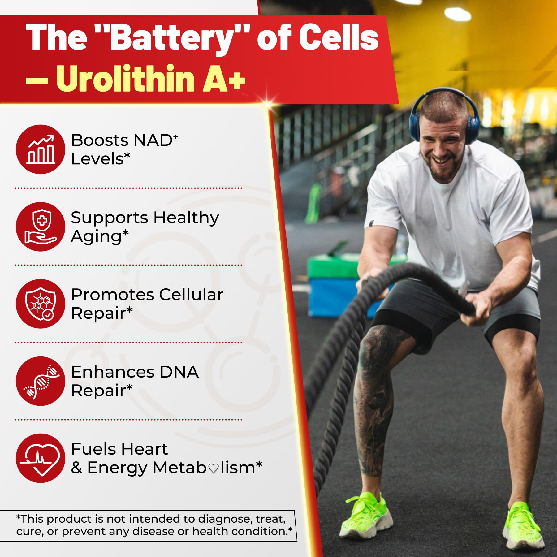 NAD+, CoQ10, Resveratrol and L-Carnitine ingredients