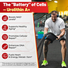 NAD+, CoQ10, Resveratrol and L-Carnitine ingredients