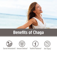 USA-grown chaga mushrooms in natural setting