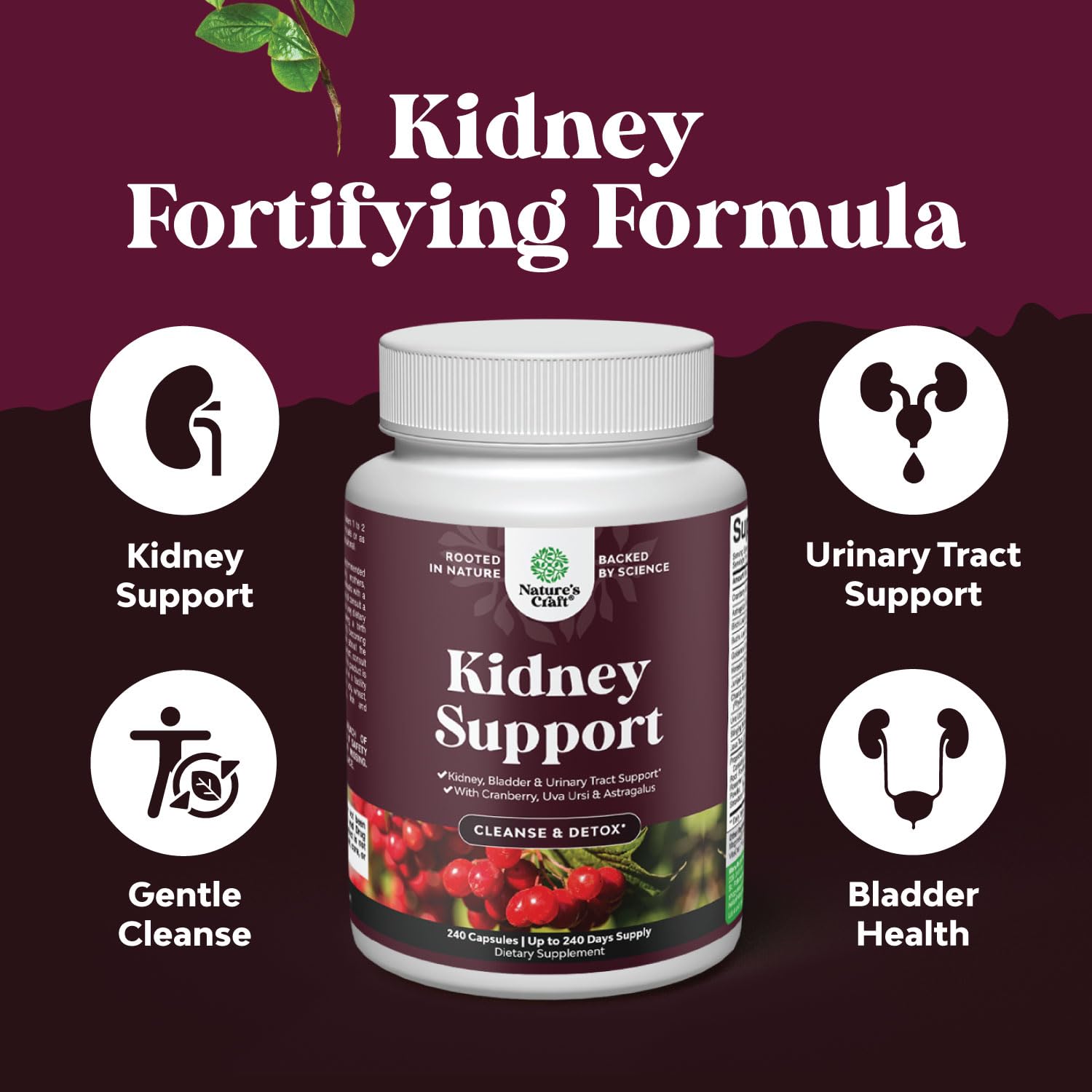 Uva Ursi herb for urinary tract health