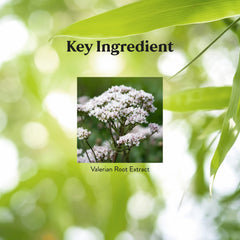 Standardized valerenic acids in valerian root