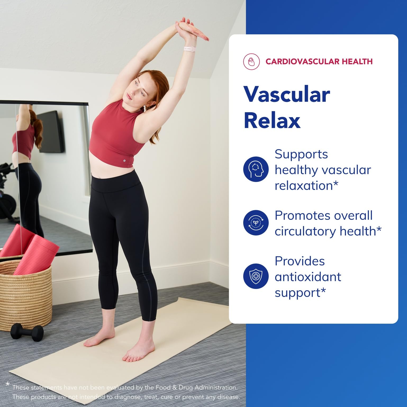 Illustration of endothelial function and vascular relaxation