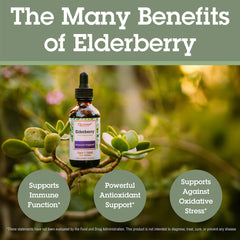 Vegan elderberry supplement icon