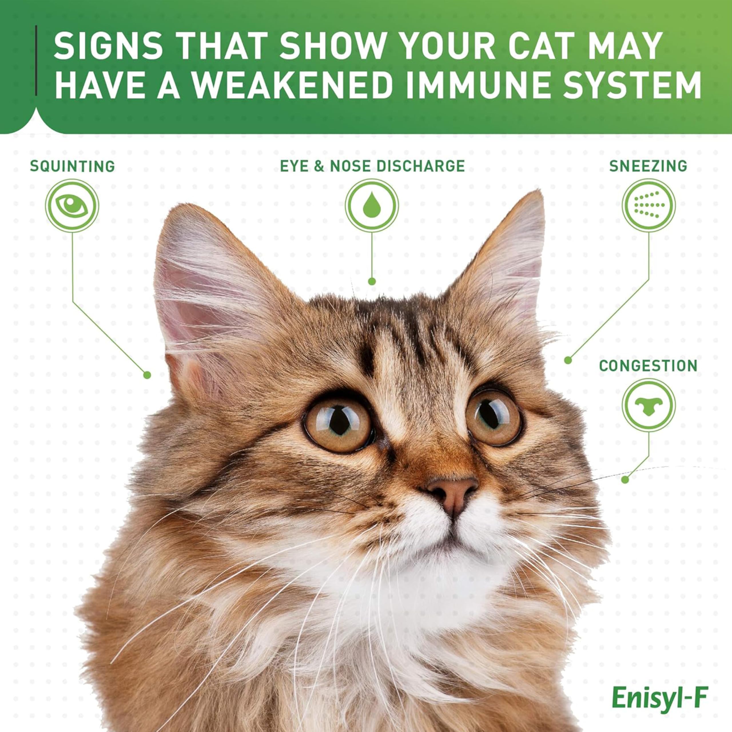 Serving suggestion of Lysine bites for cats and kittens