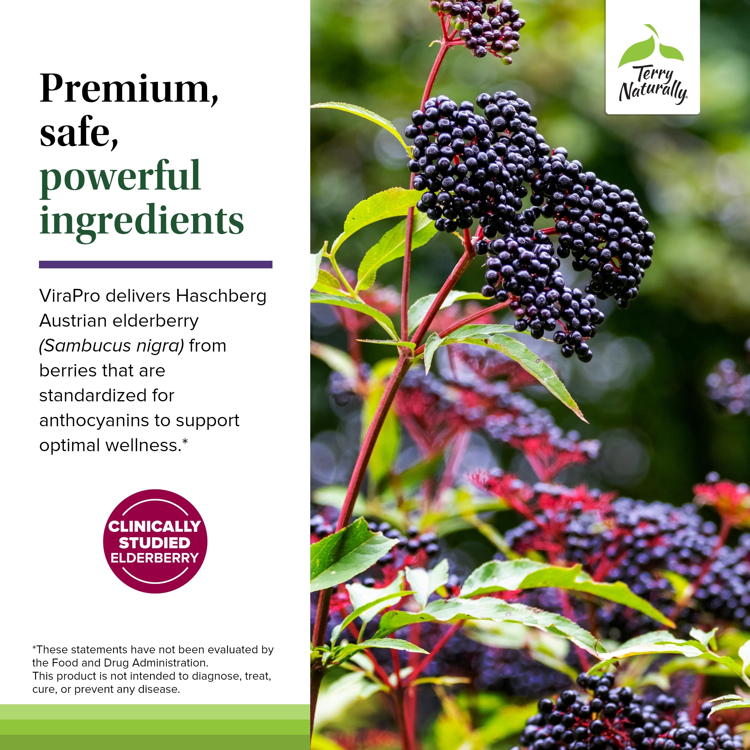 Elderberry, zinc and selenium as immune support ingredients